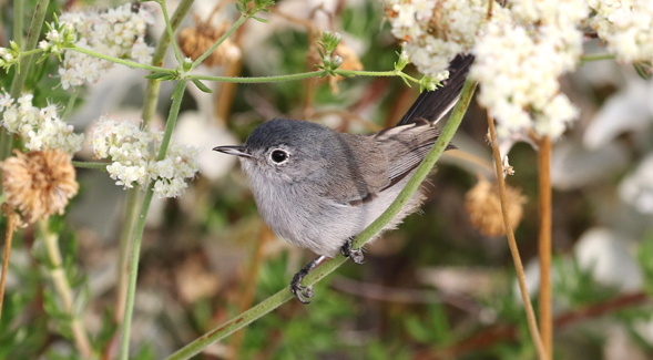 Evolutionary biologists have developed a new computational approach to genomic species delineation that improves upon current methods and could impact policy in the future.