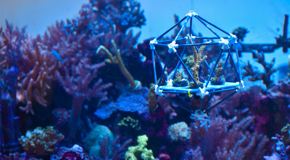 An underwater view of one of the ark structures being used by SDSU researchers to protect coral reefs. (Photo: Jason Baer)