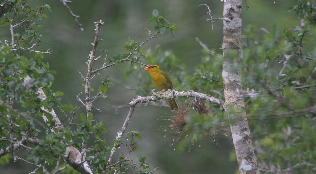 The Inti tanager (Photo: Ryan Terrill)