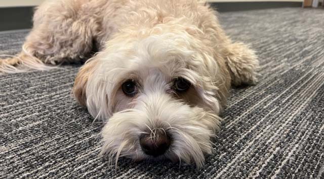 Luna, SDSU's second therapy dog.