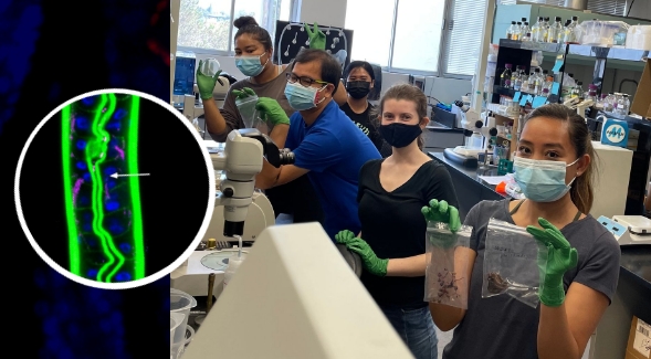 Luallen Lab members pose in their lab at SDSU. Inset: Microscope image of Bordetella atropi (pink lines) infecting roundworm intestine (green)