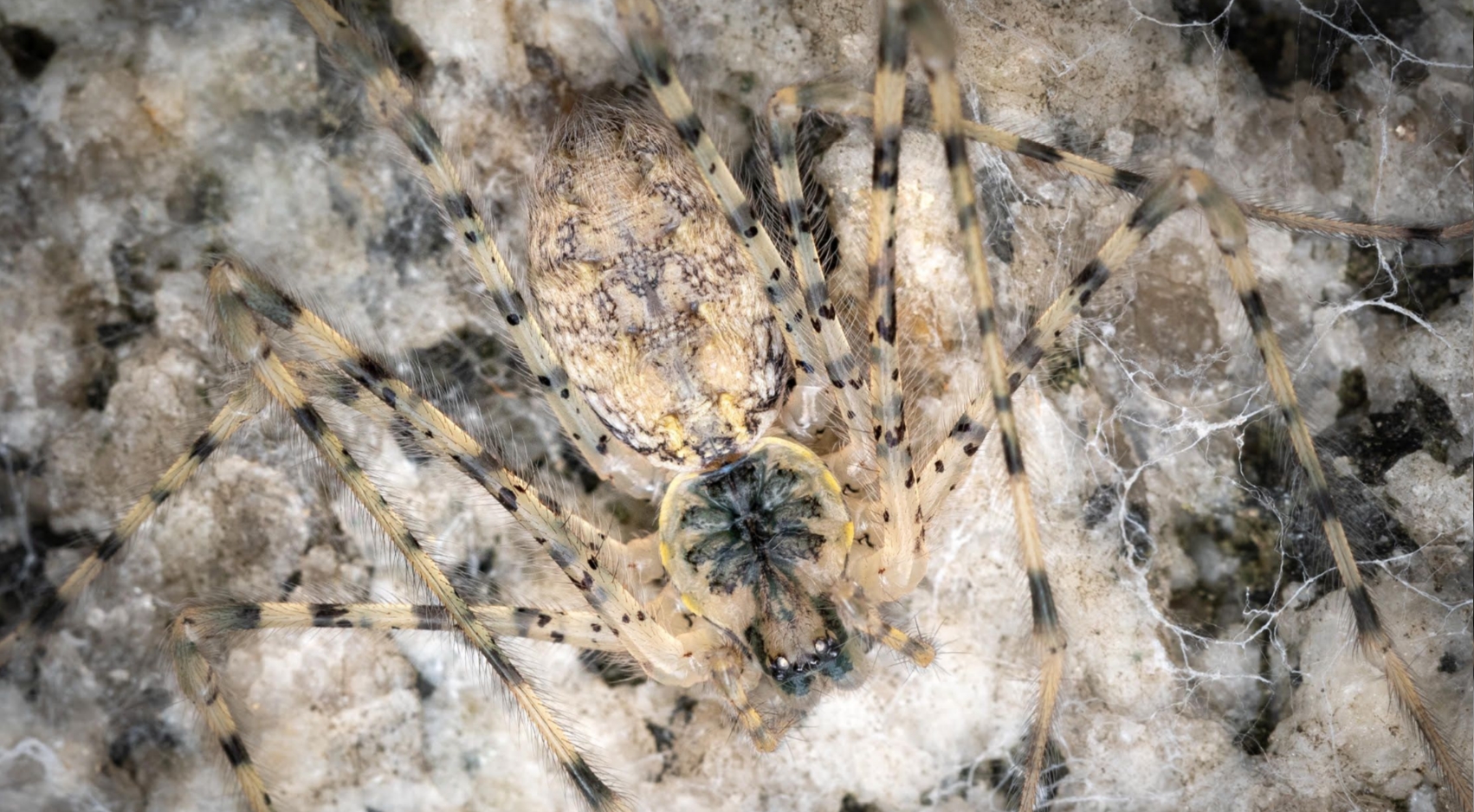 A black and yellow Hypochilus spider sits on a rock in the southern Sierra Nevada. Courtesy of Marshal Hedin