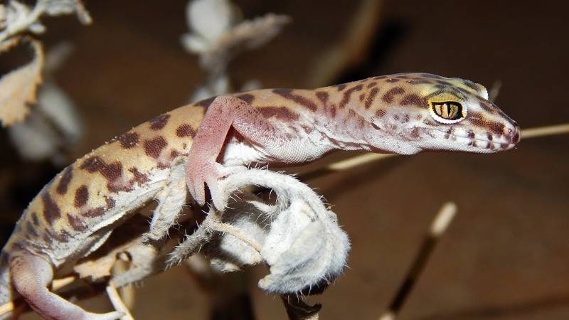 Docile Gecko