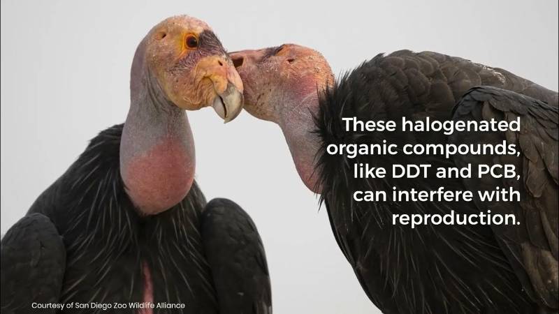 Banned Contaminants Still Threaten Endangered California Condors