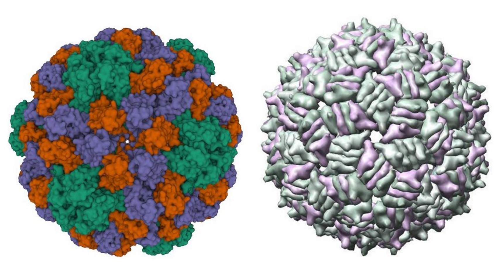 Multiple protein subunits (green, purple and red) of a plant-infecting virus have separate nucleation and growth phases similar to the MS2 bacteria-infecting virus (right). Source: Protein Data Bank.