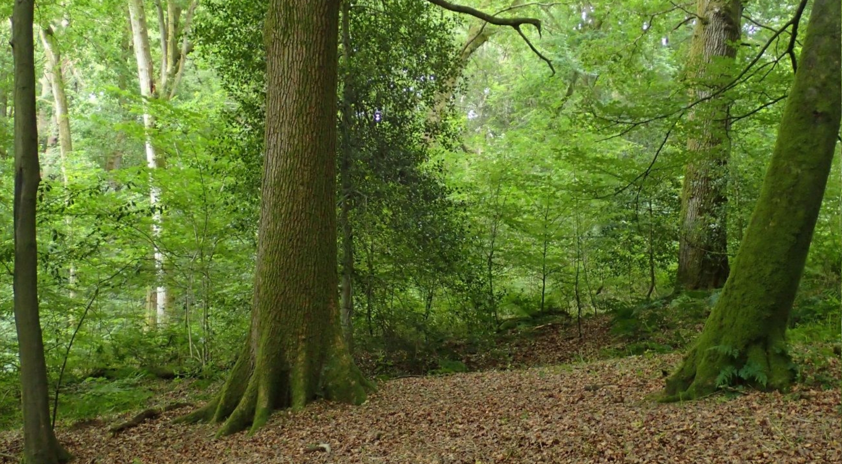 Temperate boreal forest, Petworth, Sussex. (Photo courtesy of David Keith, UNSW)