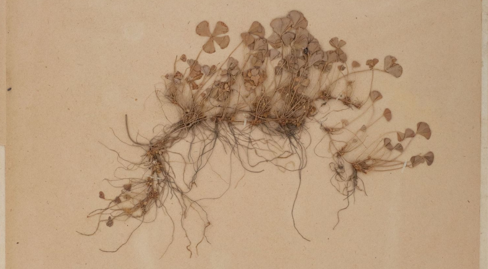 Imaged plant specimen (SDSU01636) of Marsilea vestita at the SDSU Herbarium, collected by Miss Kimball (#224) on June 7, 1897, Stonewall Mine, Cuyamaca Mountains, San Diego County, California.