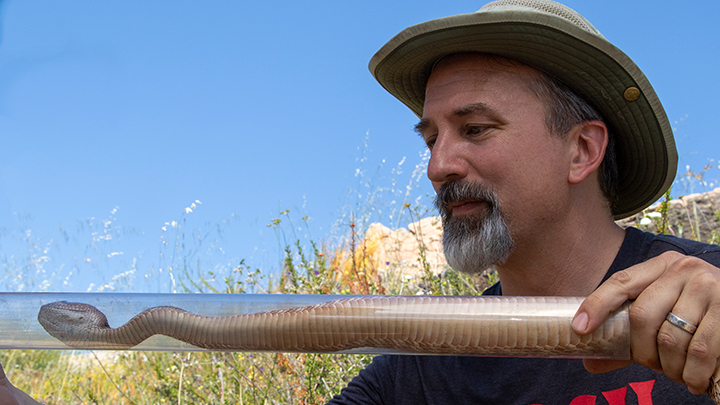 Biology professor Rulon Clark examines a red diamond rattlesnake. (San Diego Zoo Wildlife Alliance)