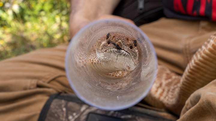 A red diamond rattlesnake. (San Diego Zoo Wildlife Alliance)