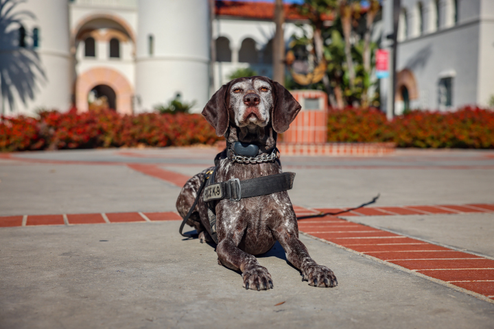 Dog in front of Hepner Hall.