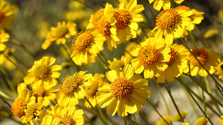 Brittlebush (Encelia farinosa) blooming in Anza Borrego State Park