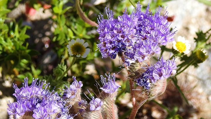 Wildflowers blooming in Anza Borrego State Park. 