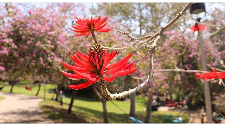 A color flower in bloom near SDSU's Scripps Cottage pond.