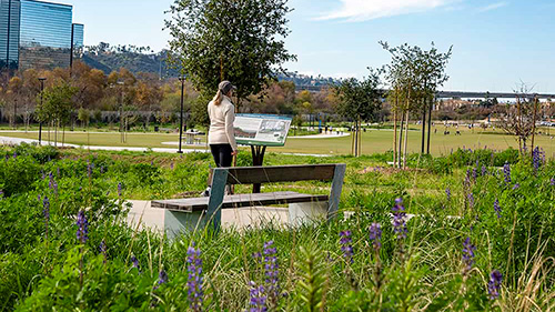 A woman seen from the back is reading a sign in a large, flat park. encicled by wildflowers and green plants, a small tree and in the distance a vast green lawn.